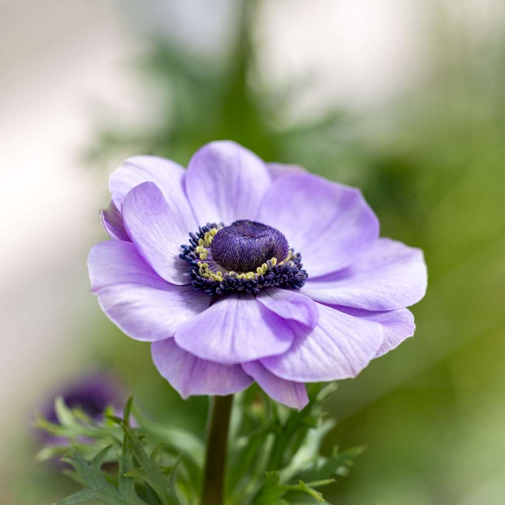 Anemone 'Mistral® Azzurro'